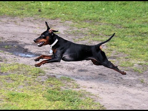 download lagu mp3 mp4 Best Food For Miniature Pinscher, download lagu Best Food For Miniature Pinscher gratis, unduh video klip Best Food For Miniature Pinscher