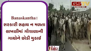 Banaskantha : સરકારી સહાય ન મળતા લાખણીમાં ગૌશાળાની ગાયોને છોડી મુકાઈ | Gstv Gujarati News