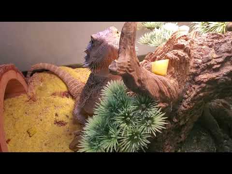 Bernie the bearded dragon