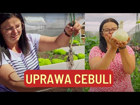 Uprawa CEBULI
