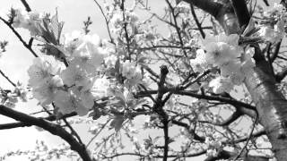 Max Manie - Laura (Trailer)