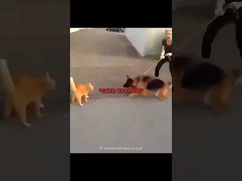 Cats VS Dogs.. | Song: Vem Vem - Jmilton and MC Xangai |