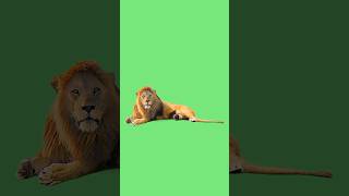 Download lagu Green screen lion effects (footage)4k [copyright free] #chromakey #greenscreen #animation #shorts mp3