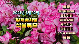 식물튜브 물건 입고소식~ (금황, 벤쿠버제라늄, 씨네나리아, 후쿠시아, 소원호야, 마지나타, 스노우사파이어,…