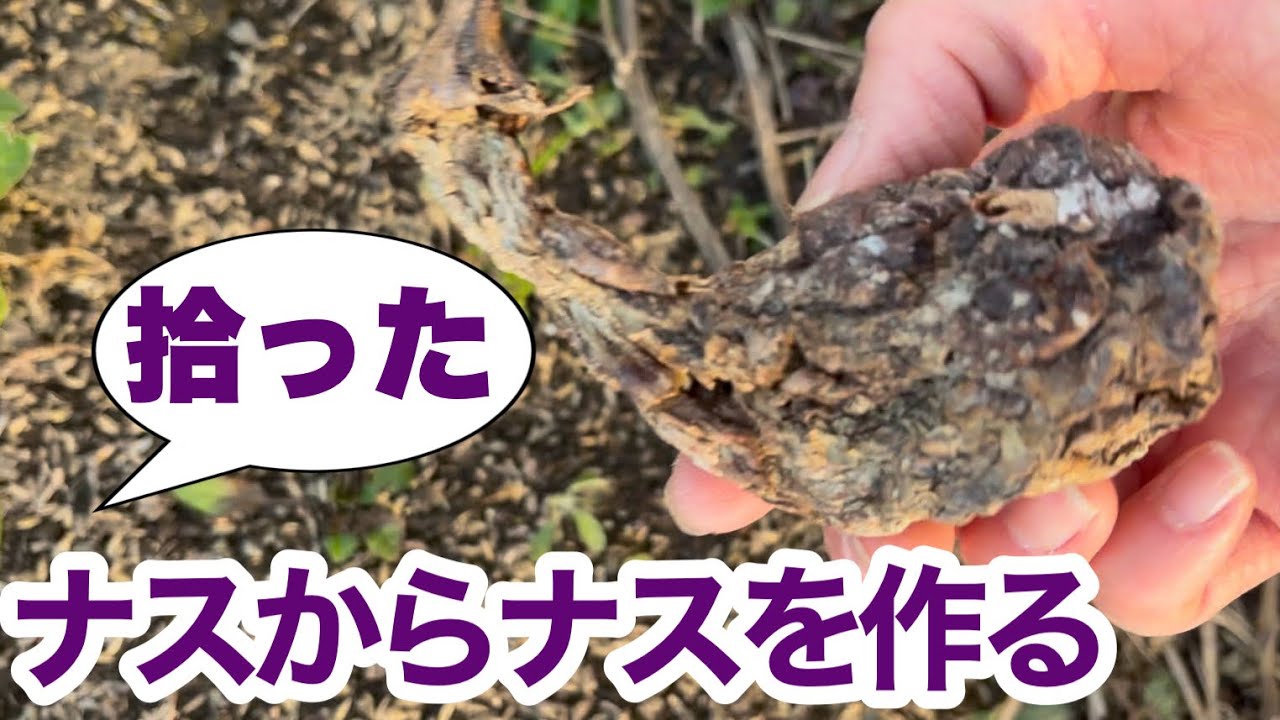 夏野菜開始！畑の隅に落ちてたナスからナスを作ってみる