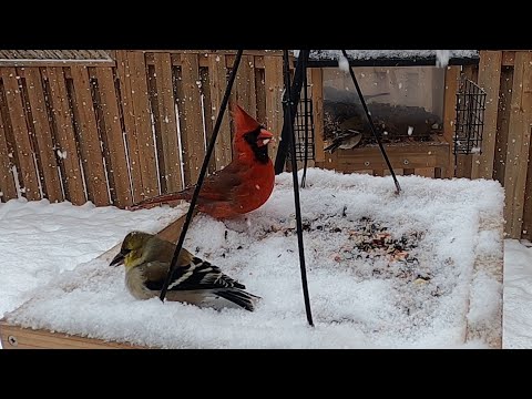 Snowy Day at Winter Bird Feeders