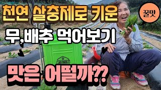 천연살충제로 만든 무 배추 맛보기, 과연 맛은 어떨까요? - radish cabbage