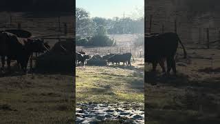 The girls love this weather it’s perfect #cow #farming #farmlife #shorts