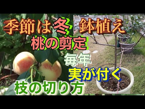 園芸 桃の木を増やす