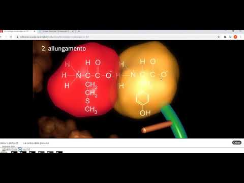 sintesi proteica, traduzione