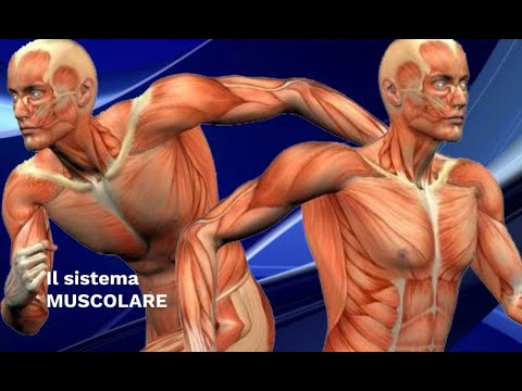 LE SUPERSINTESI DI SCIENZE: Il sistema muscolare (classe seconda)