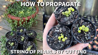 How To Propagate String Of Pearls By Cutting