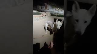 Video preview image #1 Siberian Husky-Unknown Mix Puppy For Sale in Escondido, CA, USA