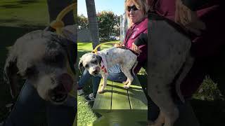 Video preview image #1 Mutt Puppy For Sale in Pasadena, CA, USA