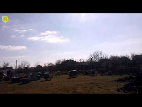 Первая стимуляции пчелы искусственной пыльцой на пасике