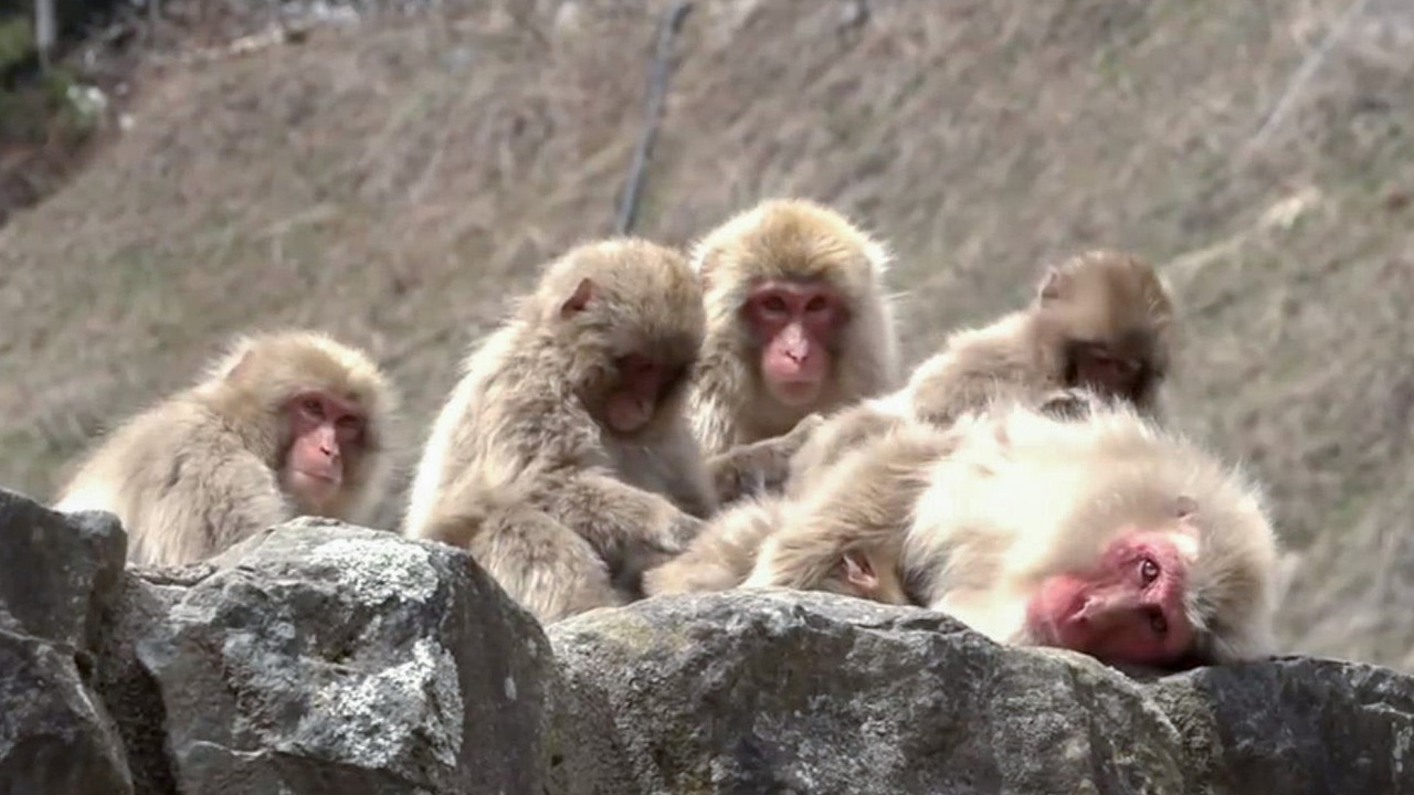 【地獄谷野猿公苑】☆ トックリ00　全記録集　2015年 2 ☆　～ニホンザル～ / snowmonkey