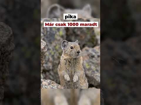 Ezek az állatok kihalhatnak 2027-re #animals  #sad