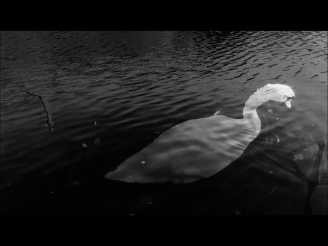 River Lea Swans (2016)