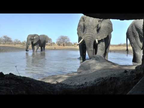 Bull Elephants Romp in Water hole Zimbabwe Singita