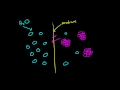 Biology Lecture - 19 - Osmosis