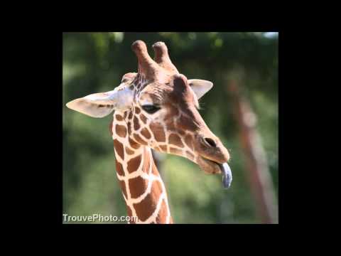 Dj Rox- Danse à la papa