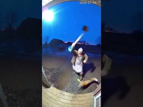 Farmer vs Fox! Wild Security Camera Footage