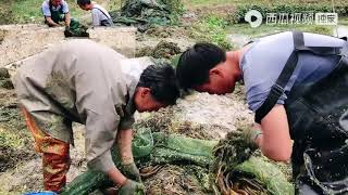 农村悦悦：湖北大叔养黄鳝，60口箱起了4000斤成鳝，看他一口箱能挣多少？