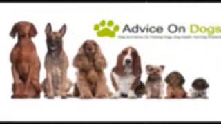 how to start a pet health insurance company