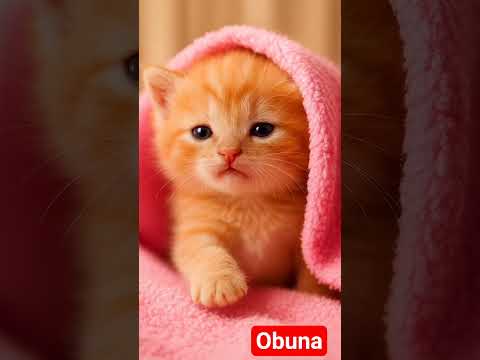 #mushuk #mushuklar #cat #kitten #kitty