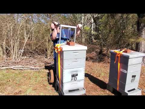 , title : 'How I move my colonies.  #Honeybees #Beekeeping'