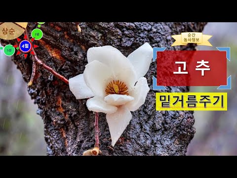 , title : '[농사정보(4월 상순)]  고추_밑거름주기'