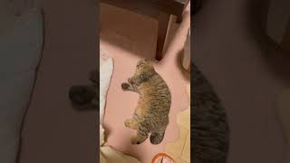 短いおててが前にぴょんってなってるのかわいい…#cat #ねこ #スコティッシュフォールド #猫 #猫のいる暮らし