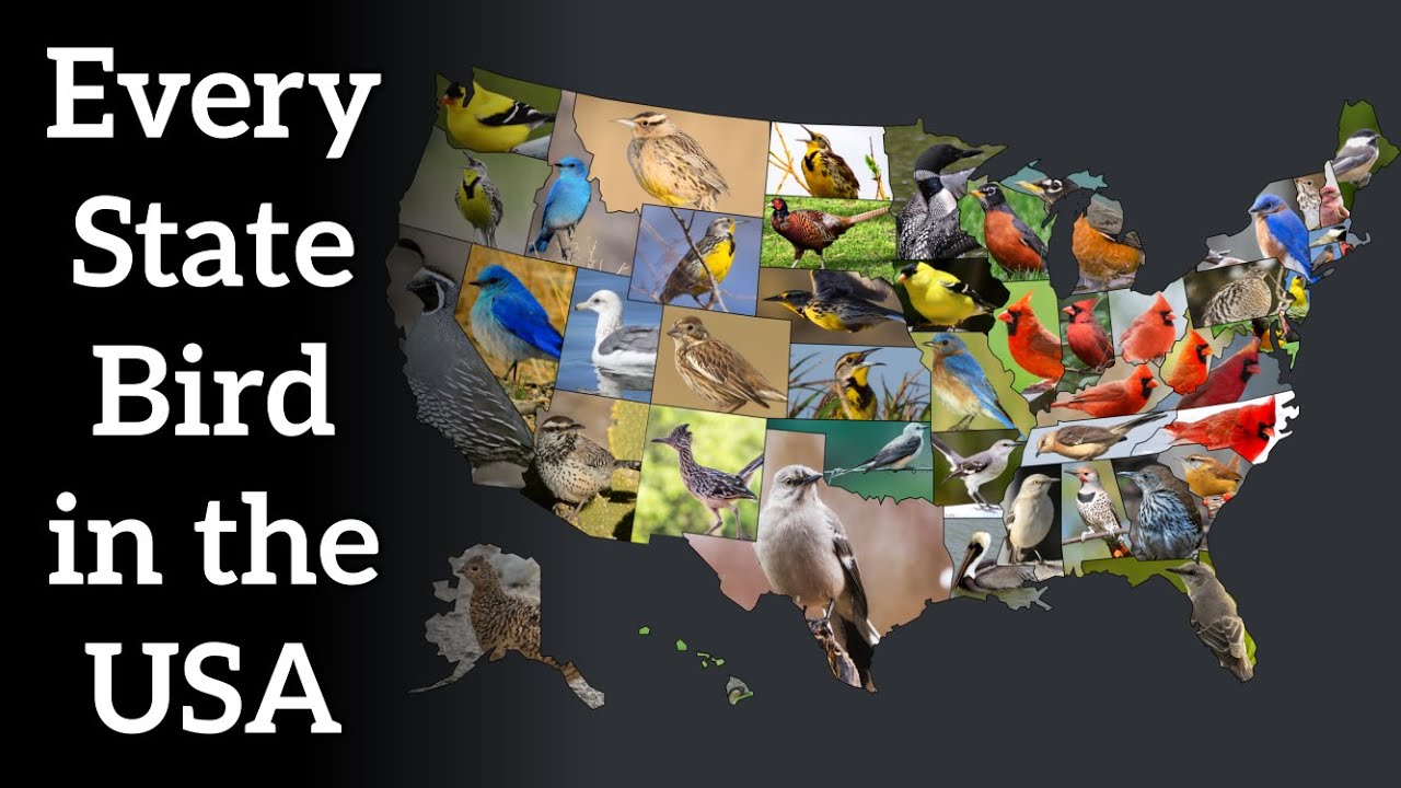 Which states have the most birds? Tipseri