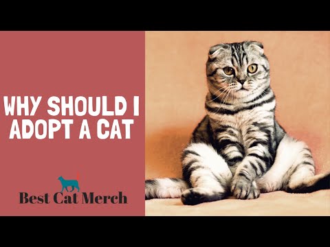 Why Should I Adopt A Cat?