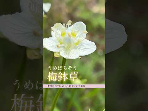 レイランド ヒノキの常緑樹トレンド 2022