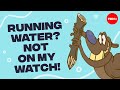 Why are beavers obsessed with dams? - Glynnis Hood
