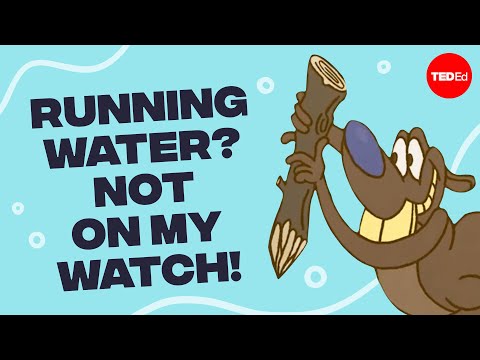 The animal architecture visible from space - Glynnis Hood