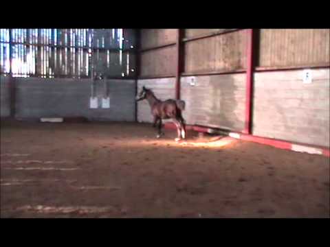 Diamond Hit X Lauries Crusador