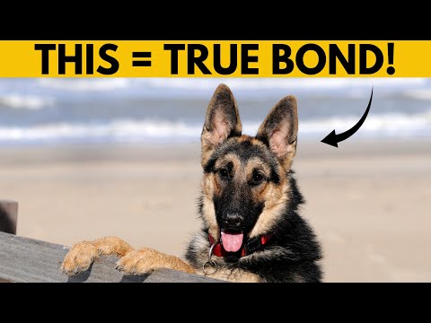 5 Signs Your German Shepherd Has Bonded with You (Don’t Ignore!)