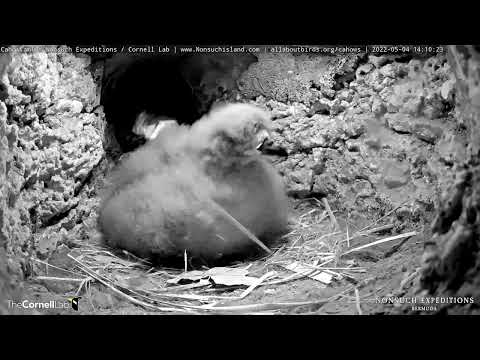 Bermuda Petrel Chick Returns From Investigating Burrow Tunnel – May 4, 2022