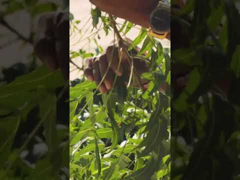 Let's talk about Neem 🌿