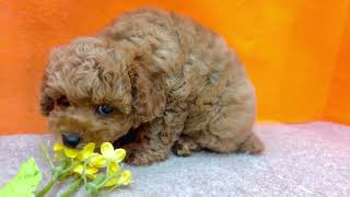 トイプードルの動画01