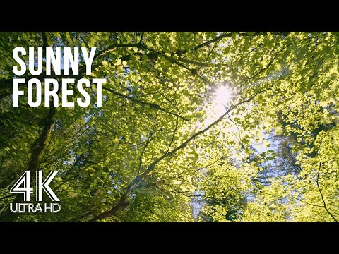 10 Hours Soothing Birds Chirping & Forest Sounds for Stress Relief - 4K Forest Walk on a Sunny Day