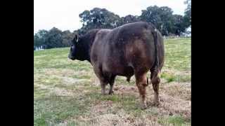 preview picture of video 'Cadfor Murray Greys - senior sire Willalooka Arthur'