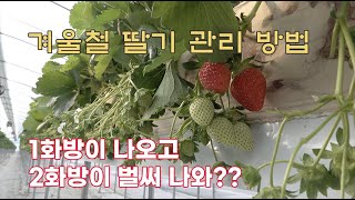 딸기 화방 출뢰가 너무 빨라요?? 잎은 작은데... 생육도 불안하고.. 어떻게 관리해야하나요?