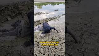 Download lagu MENCARI BELUT DI LUMPUR DENGAN TANGAN KOSONG #mancingbelut #eelfishing mp3