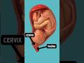 Signs Of Labor Mucus Plug