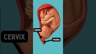 Download lagu Signs of Labor (mucus plug?) mp3 Download lagu Signs of Labor (mucus plug?) mp3