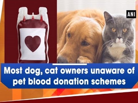 Most dog, cat owners unaware of pet blood donation schemes