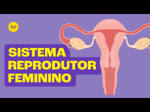 Sistema Reprodutor Feminino | Resumo Toda Matéria